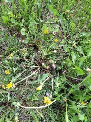 Get rid of Weeds With Common House Hold products. |