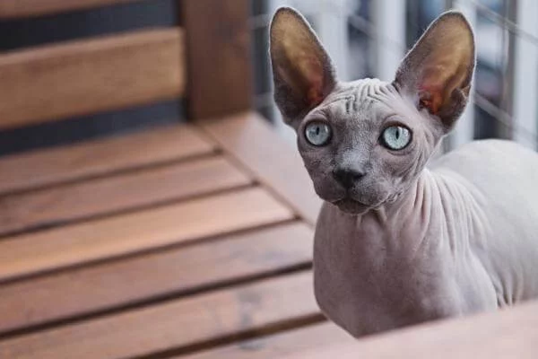 Start a Business as a Pet Photographer