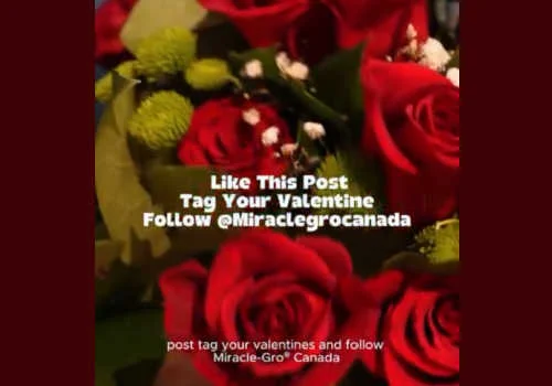 Check Out Some of the Best Deals and Free Samples in Canada | Canadian Free Stuff Enter this Scotts Miracle Gro Contest Canada 2026-Win a bouquet of flowers for Valentine`s Day with Miracle-Gro Canada Contest.