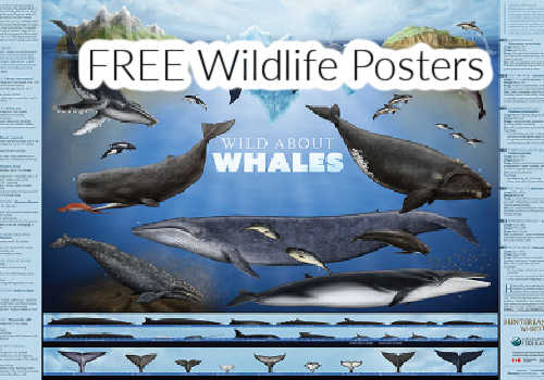 Check Out Some of the Best Deals and Free Samples in Canada | Canadian Free Stuff Free Wildlife Posters from the Canadian Wildlife Federation