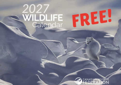 Check Out Some of the Best Deals and Free Samples in Canada | Canadian Free Stuff Get your FREE 2027 Canadian Wildlife Federation Calendar here at Canadianfreestuff.com -Free Canadian Wildlife Federation Calendar Free